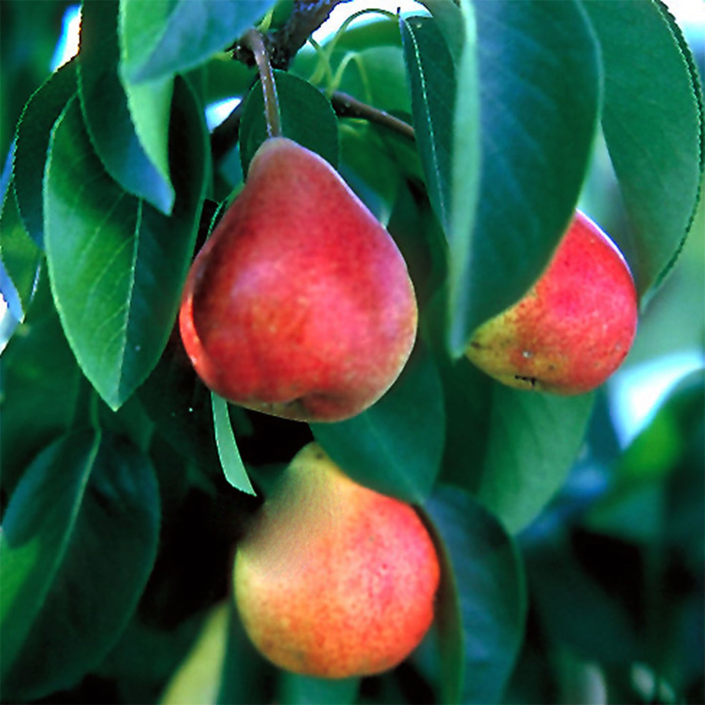 Summercrisp Pear Tree