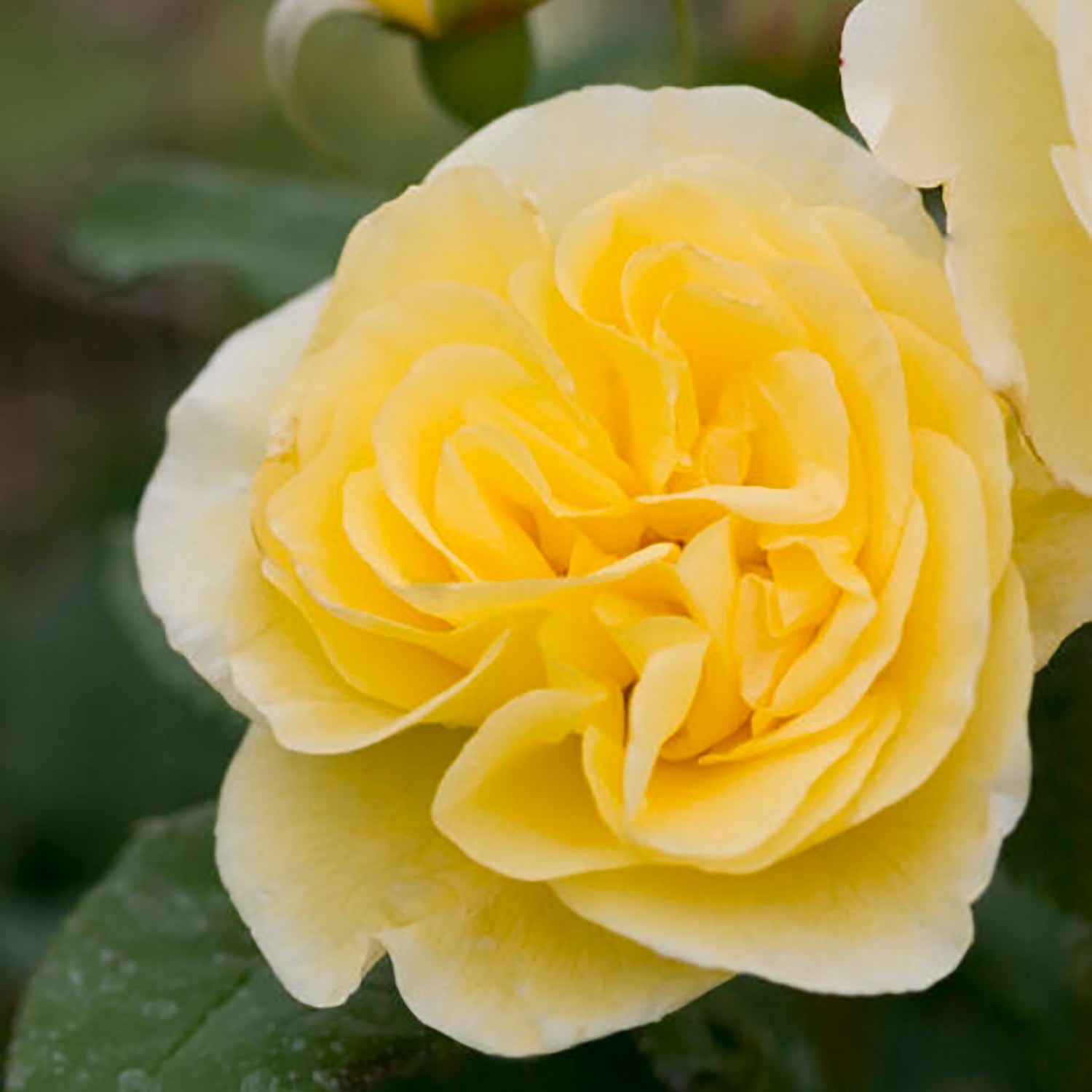 High Voltage Shrub Rose