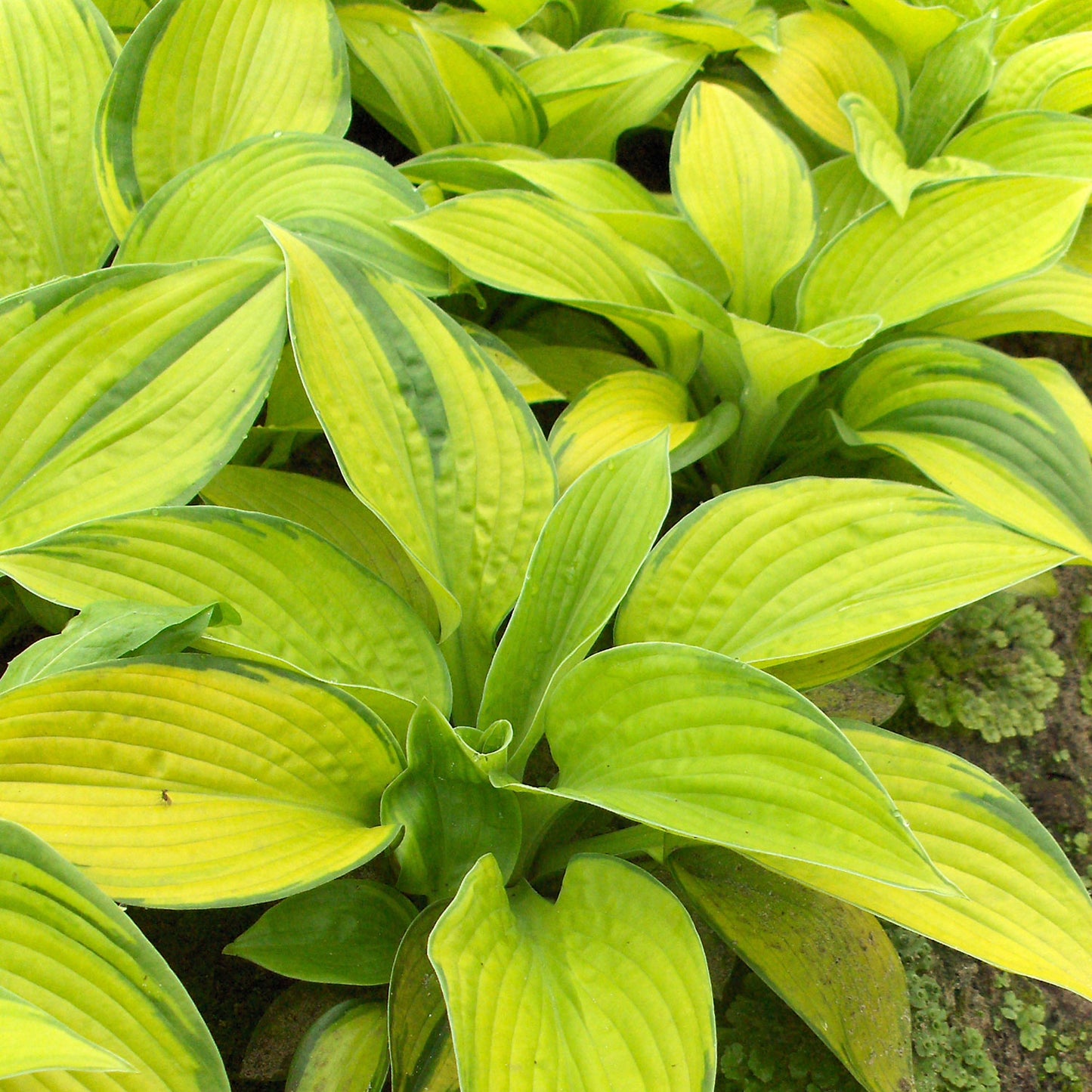 Paradigm Plantain Lily