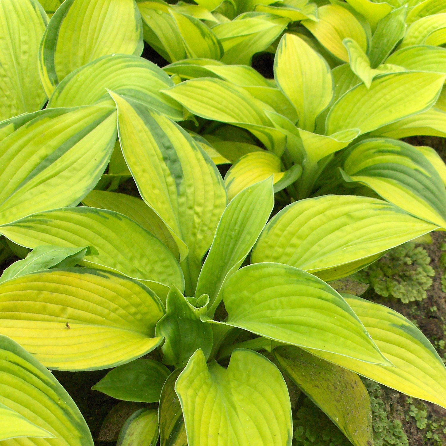 Paradigm Plantain Lily