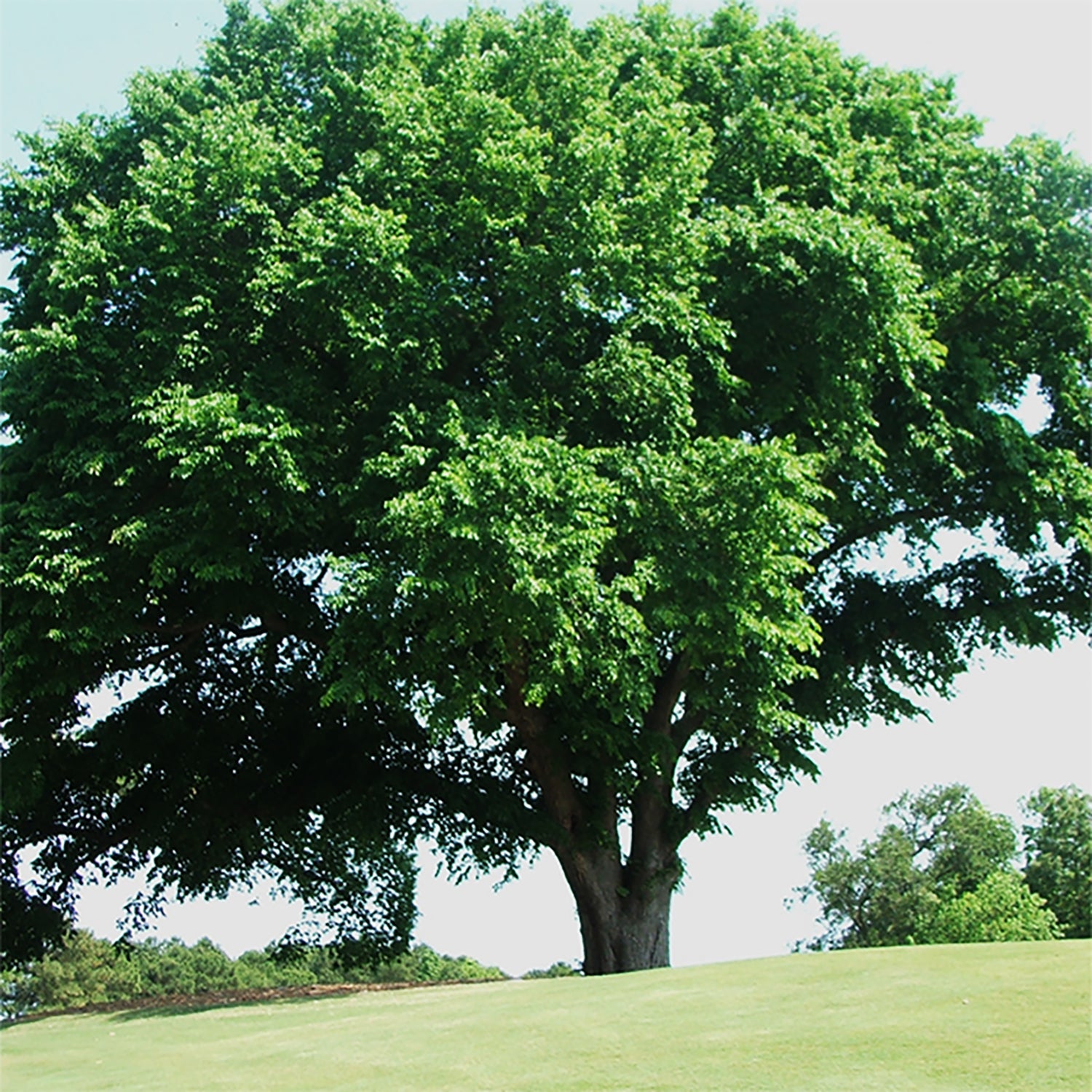 American Elm