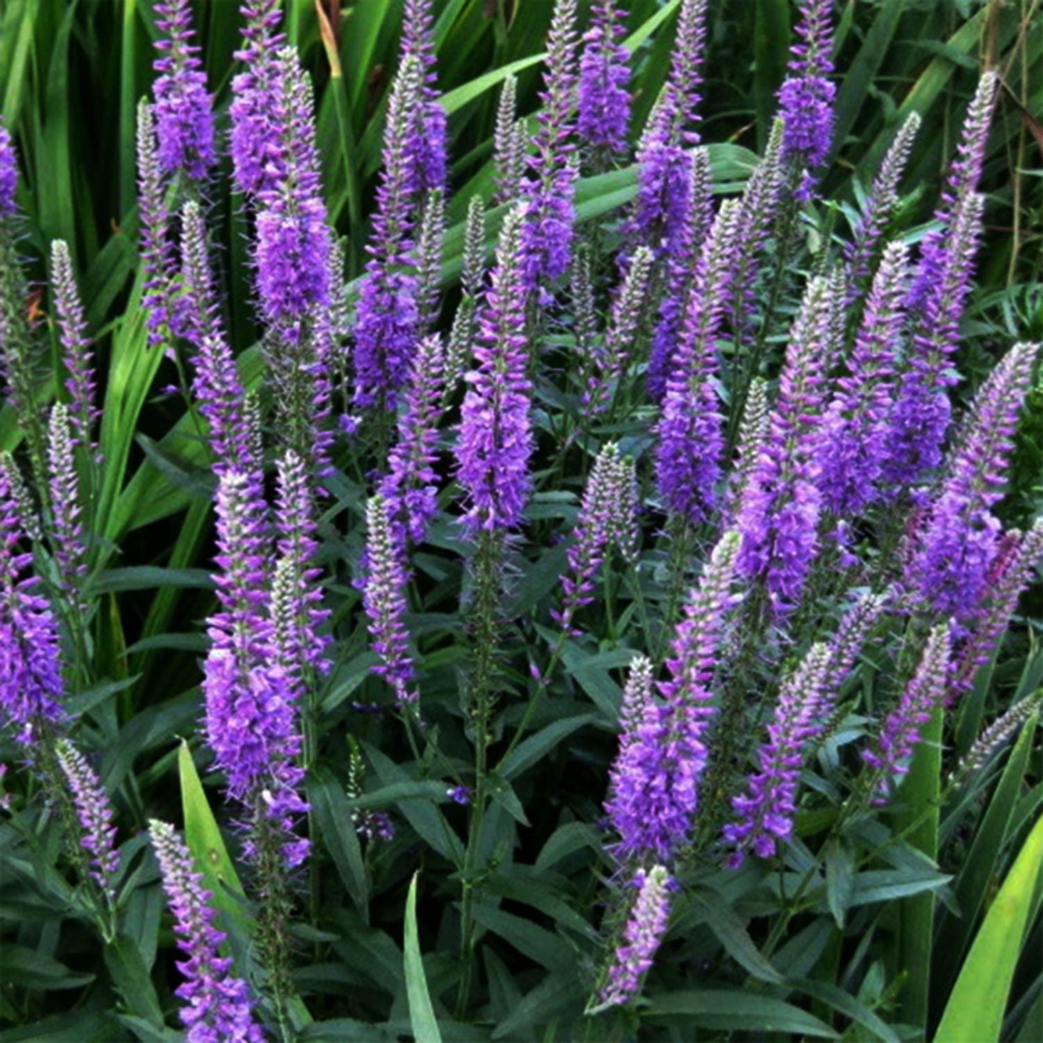 Purpleicious Speedwell