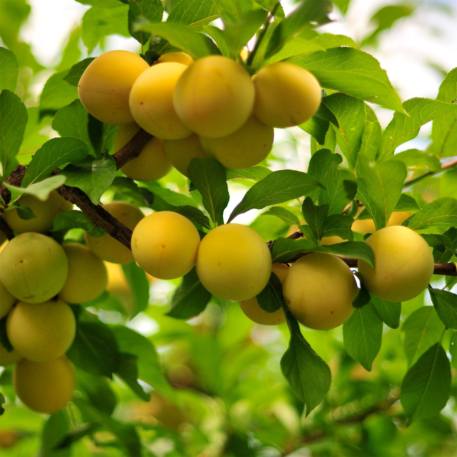 Early Golden Plum Tree