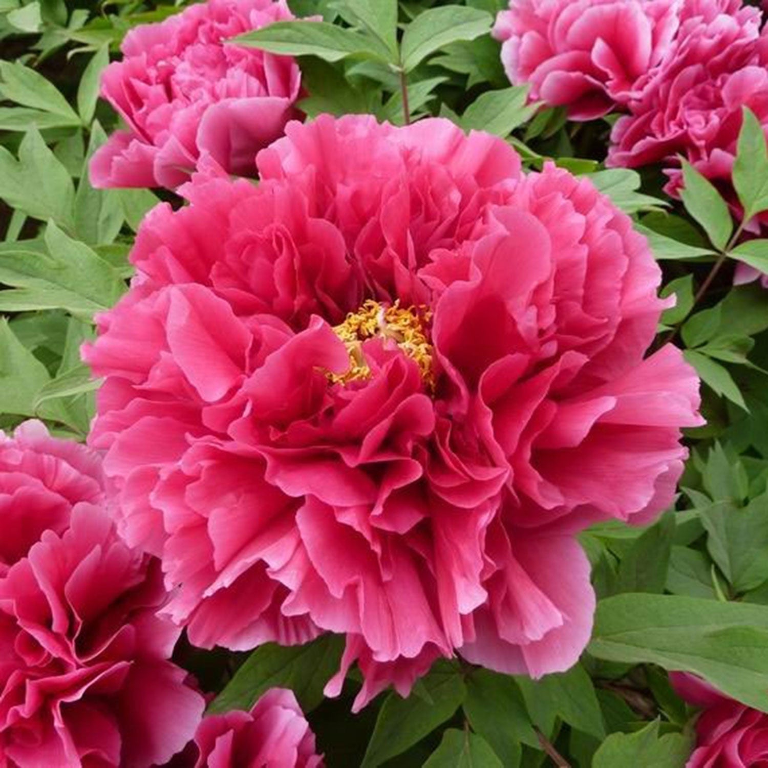Kao Tree Peony