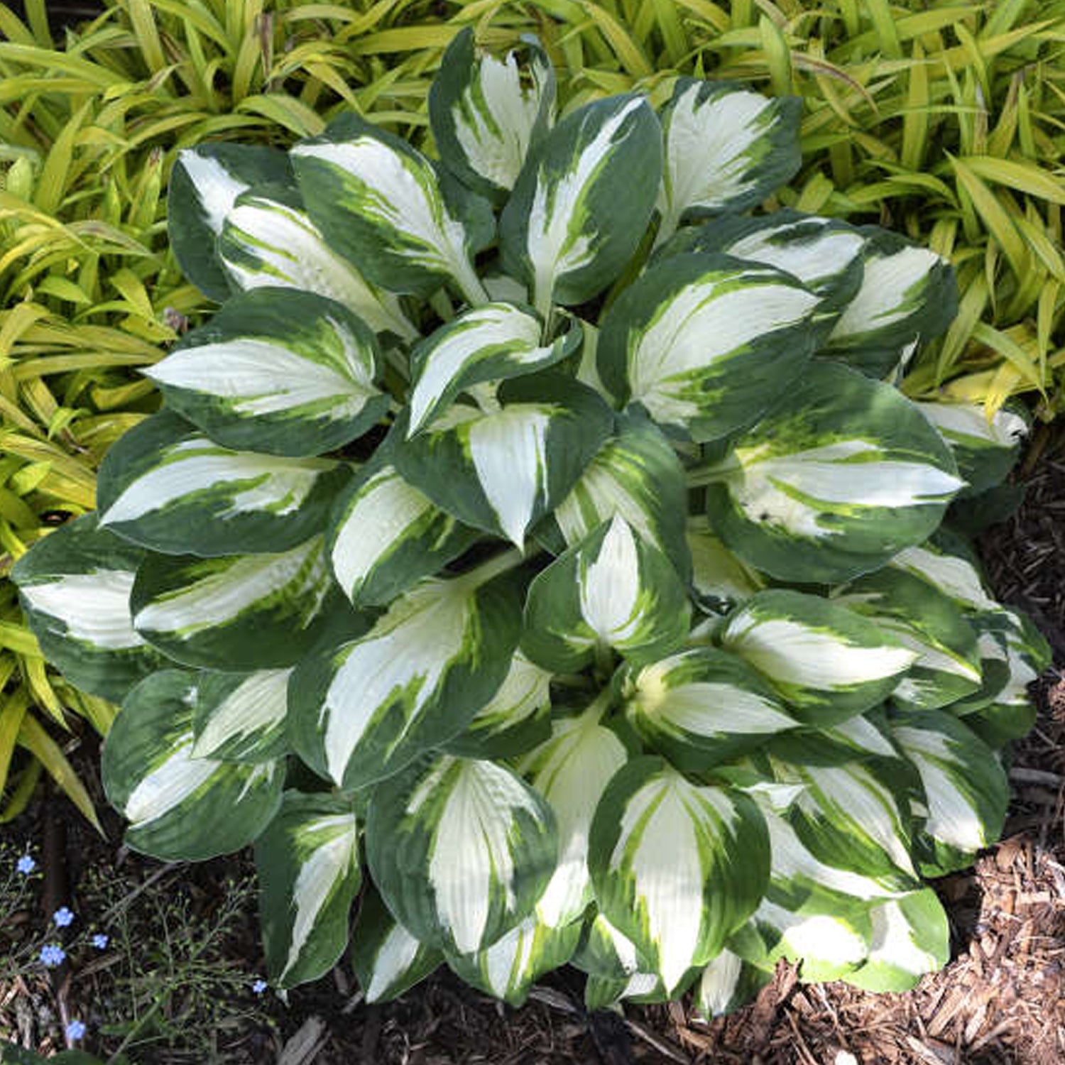 Vulcan Plantain Lily
