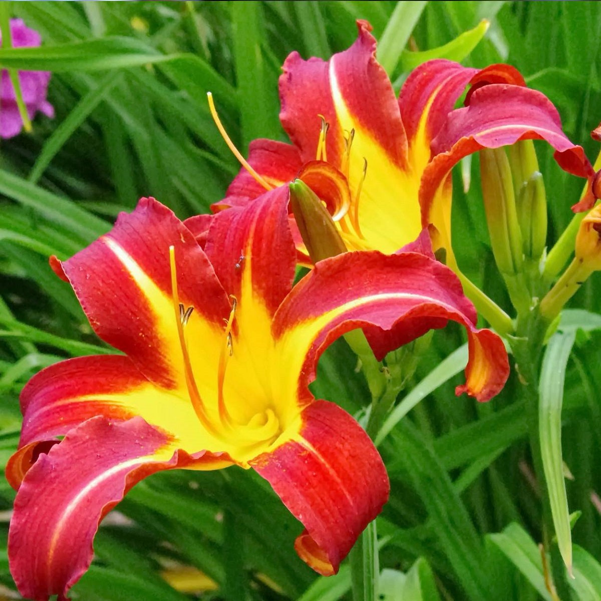 Autumn Red Daylily