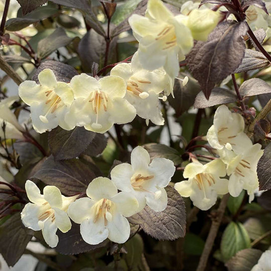 Wine & Spirits™ Weigela