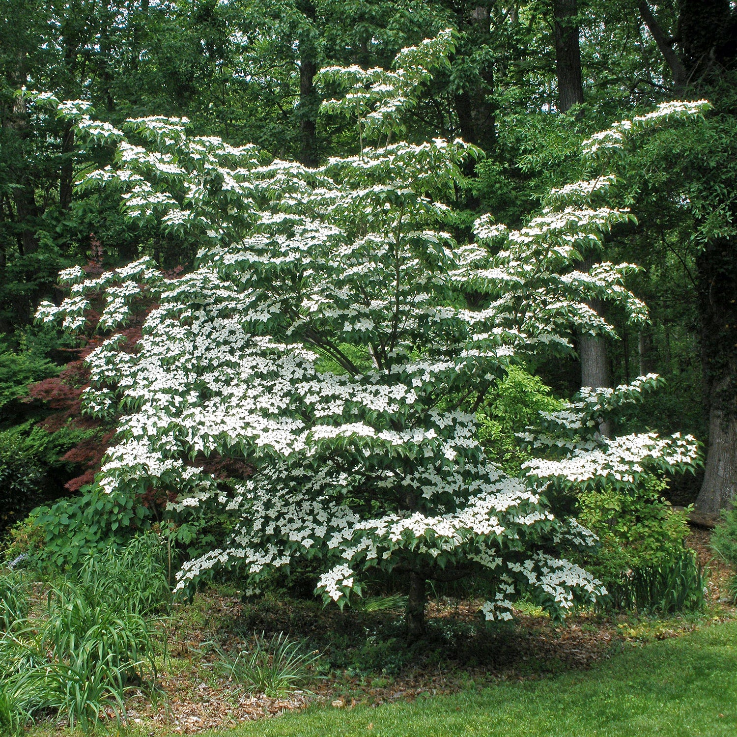 Pagoda Dogwood Tree