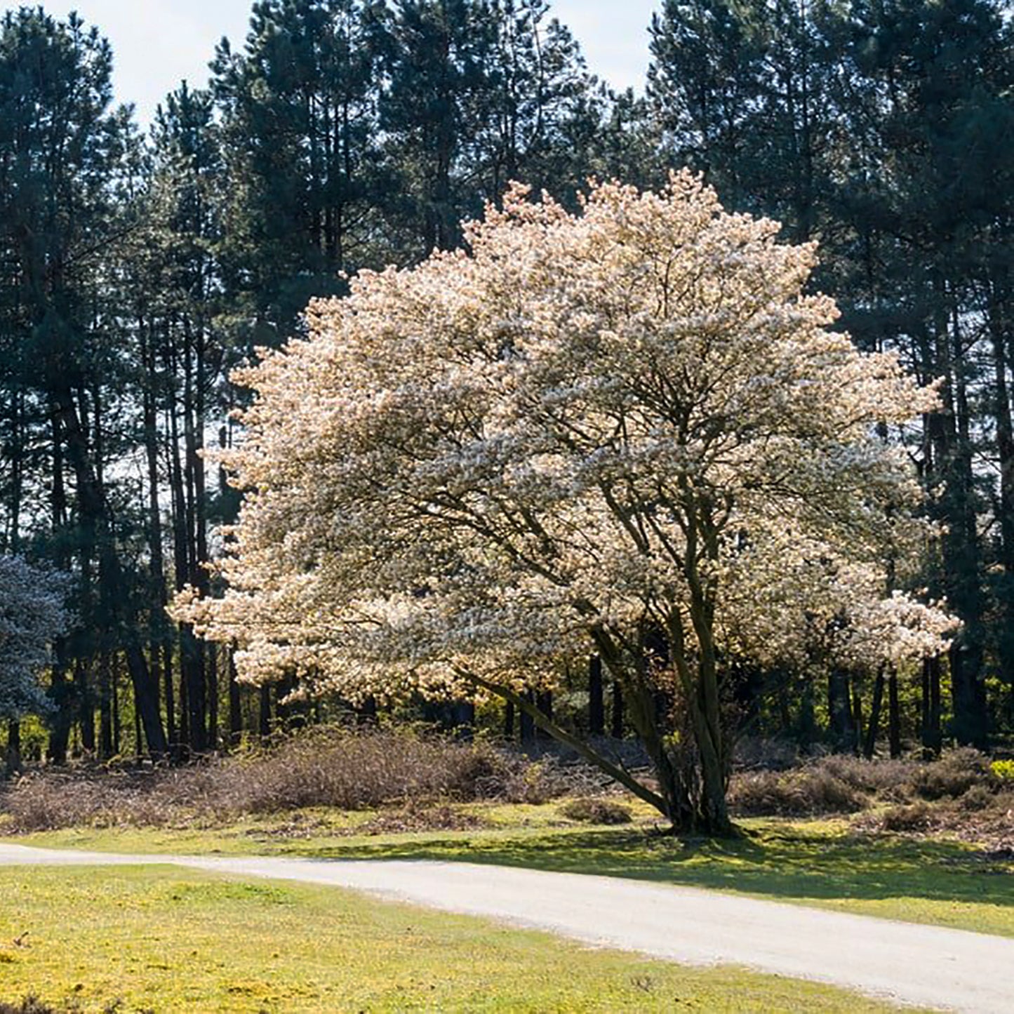 Canadian Serviceberry