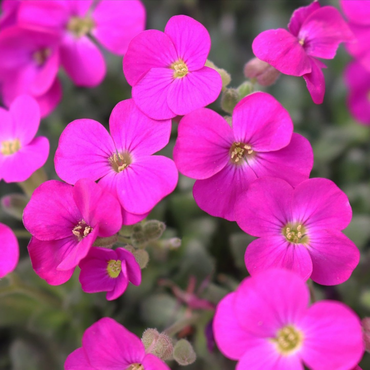 Pink Rock Cress