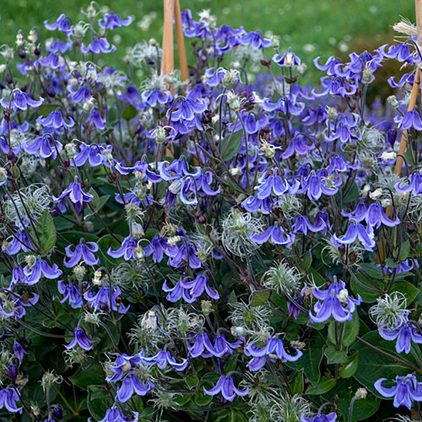 Stand By Me Bush Clematis