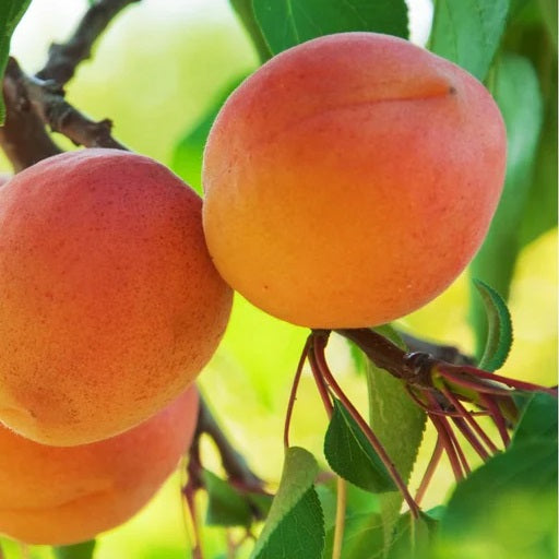 Westley Apricot Tree