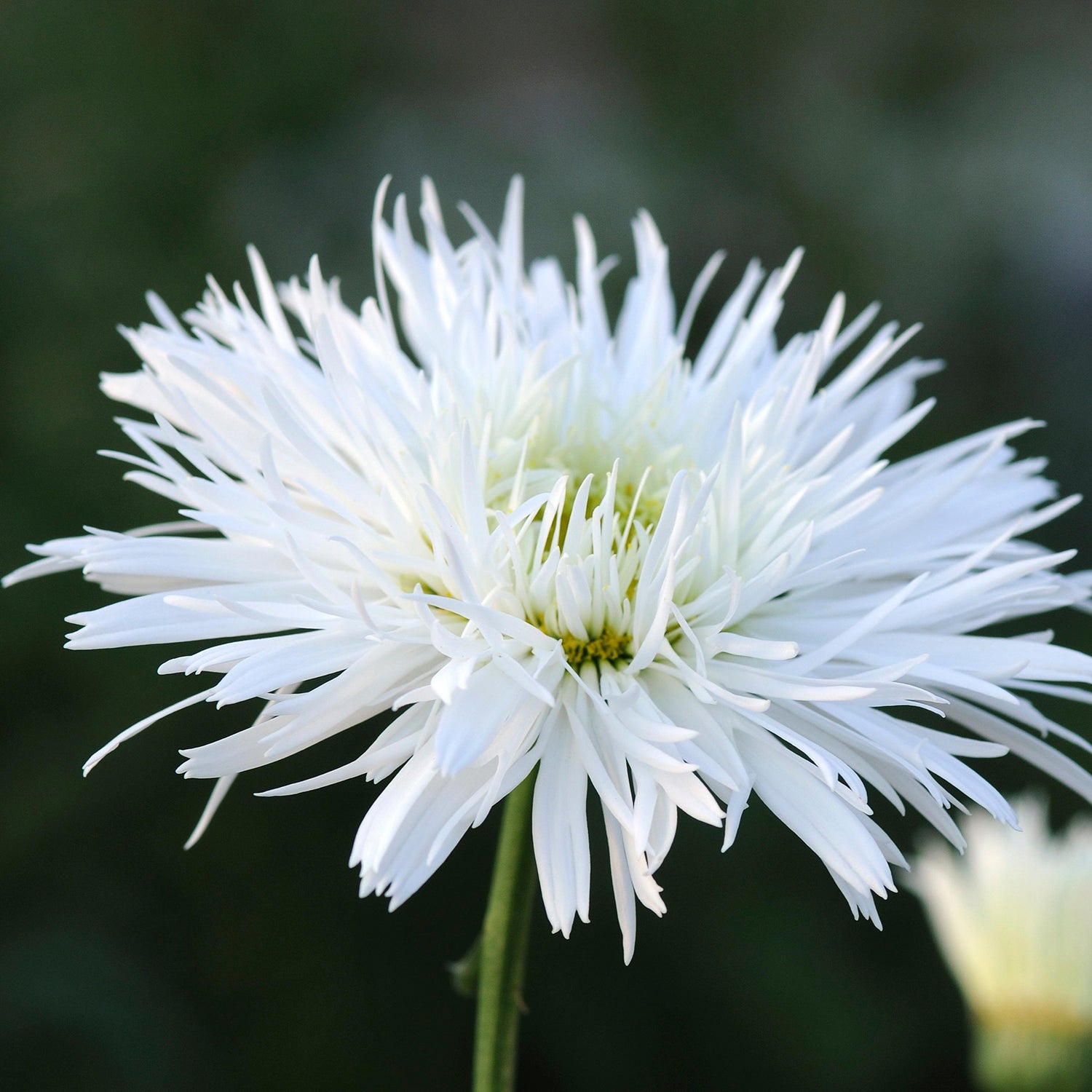 Santé Shasta Daisy