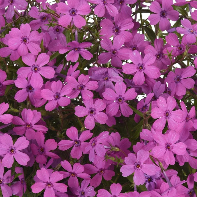 Spring Splash Violet Phlox