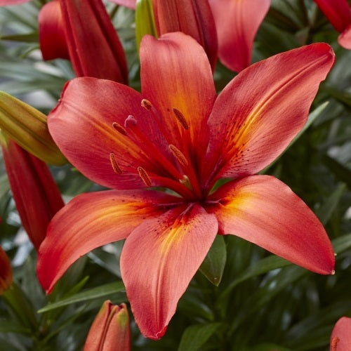 Tropical Joy Asiatic Lily