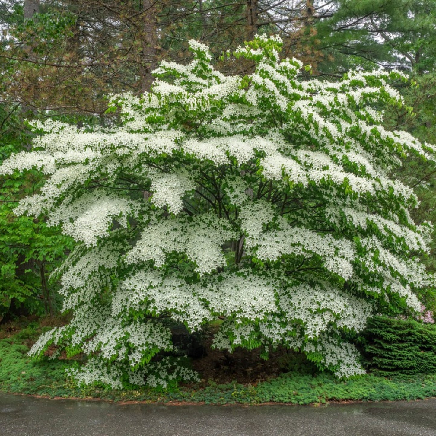 Pagoda Dogwood