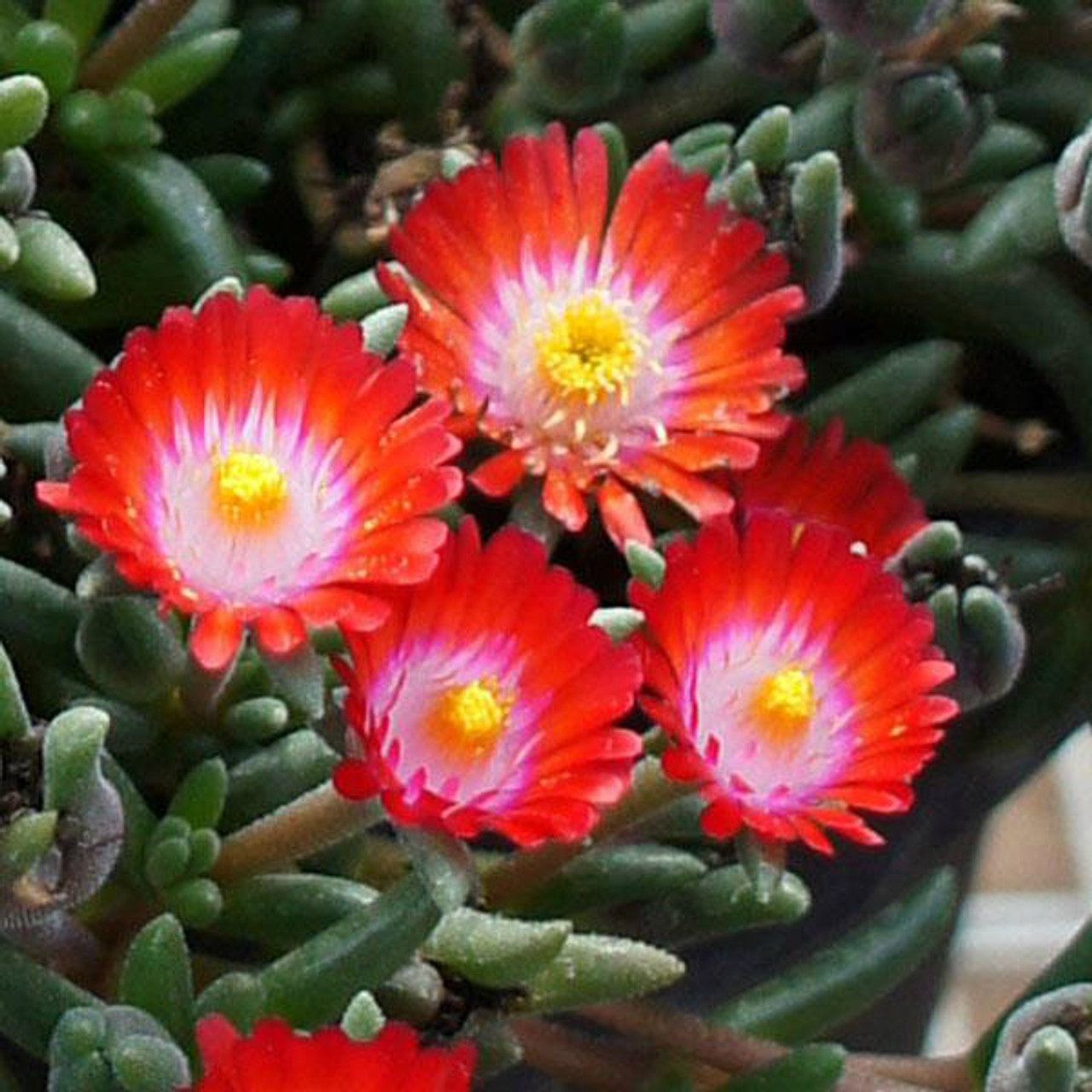 Grenade Ice Plant