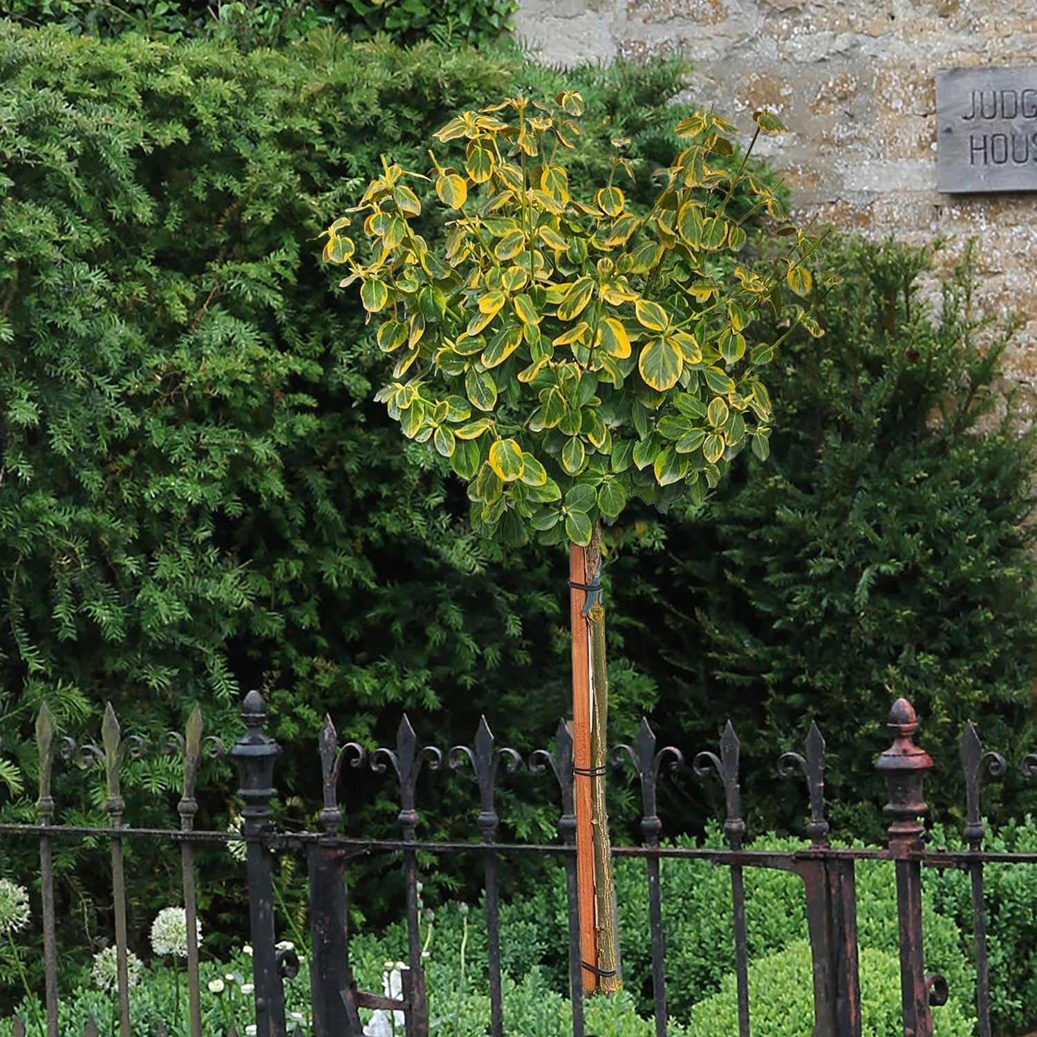 Lemon Lime Euonymus