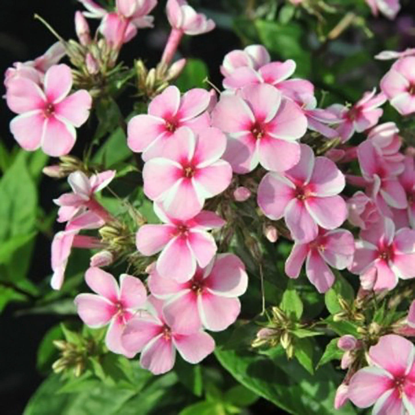 Pink Candy Summer Phlox
