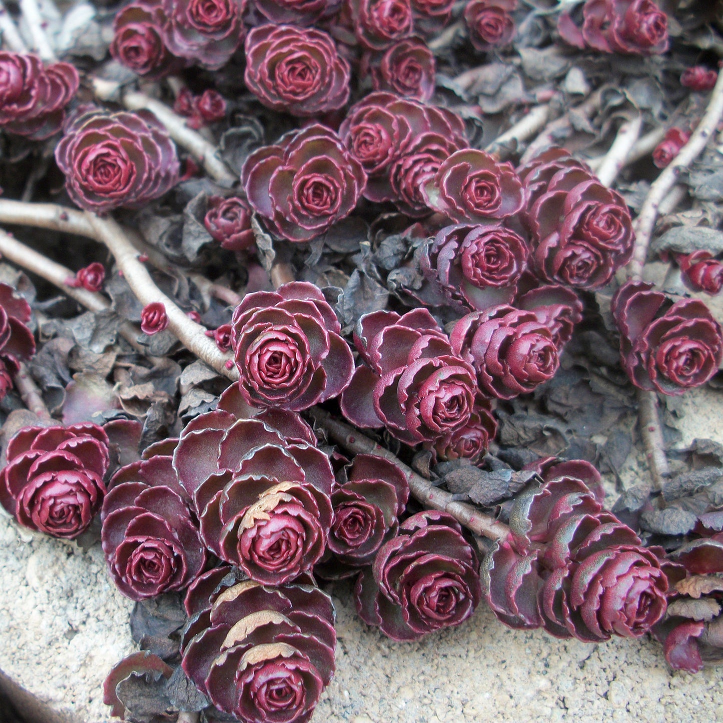 Dragon's Blood Stonecrop
