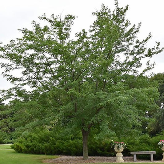 Northern Acclaim® Thornless Honeylocust