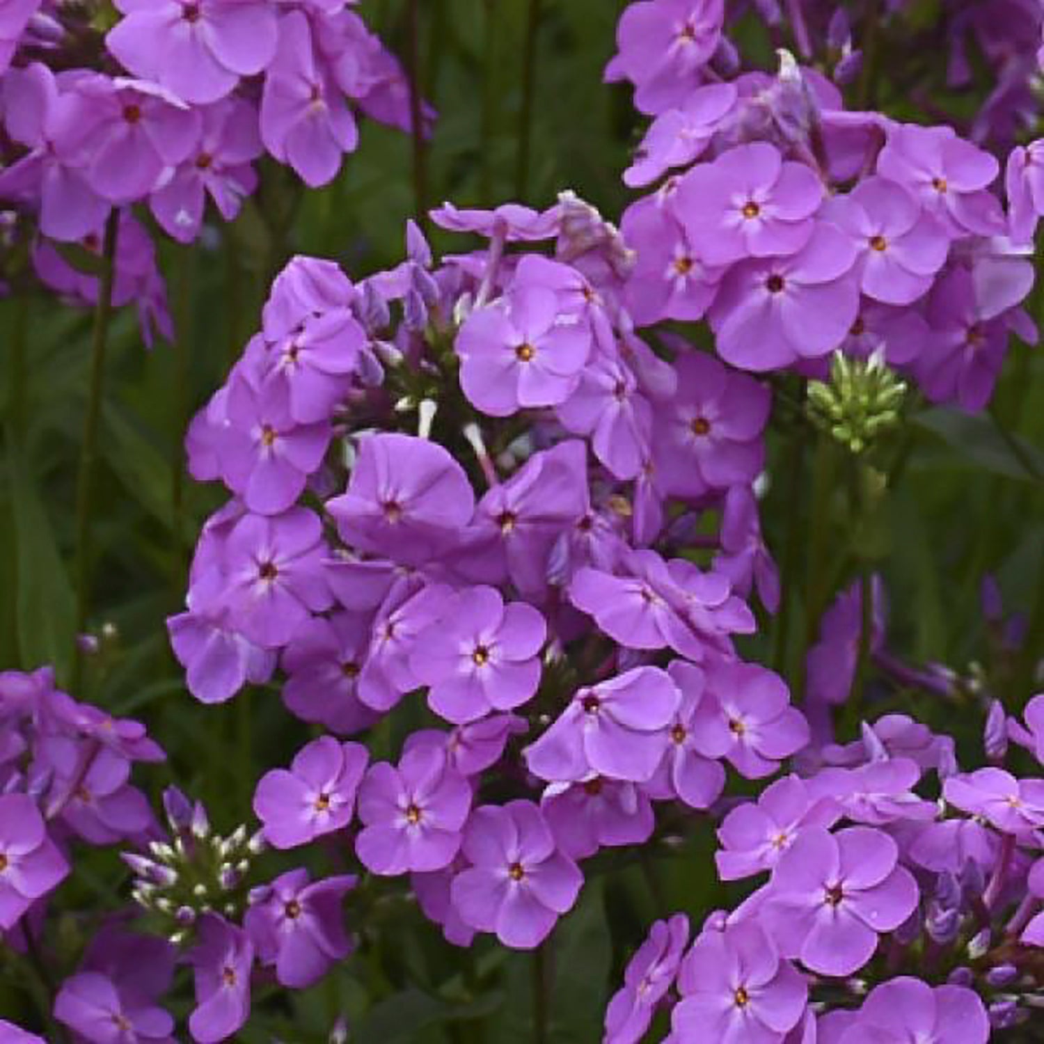 Magenta Pearl Hybrid Phlox