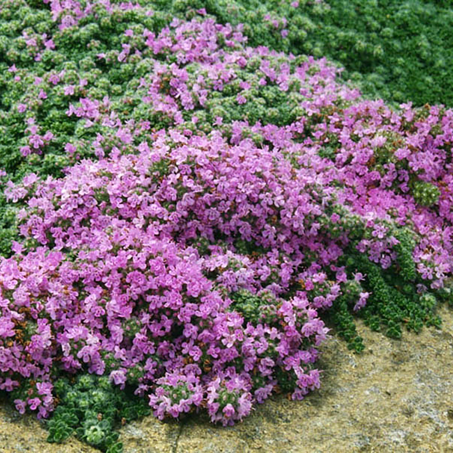 Woolly Thyme