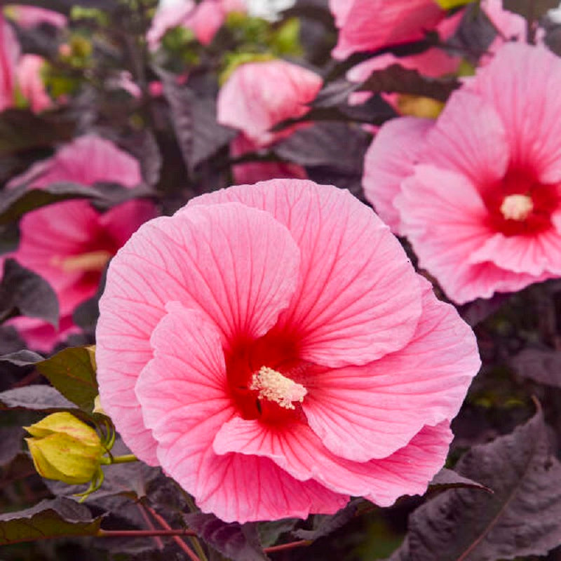 Edge of Night Rose Mallow