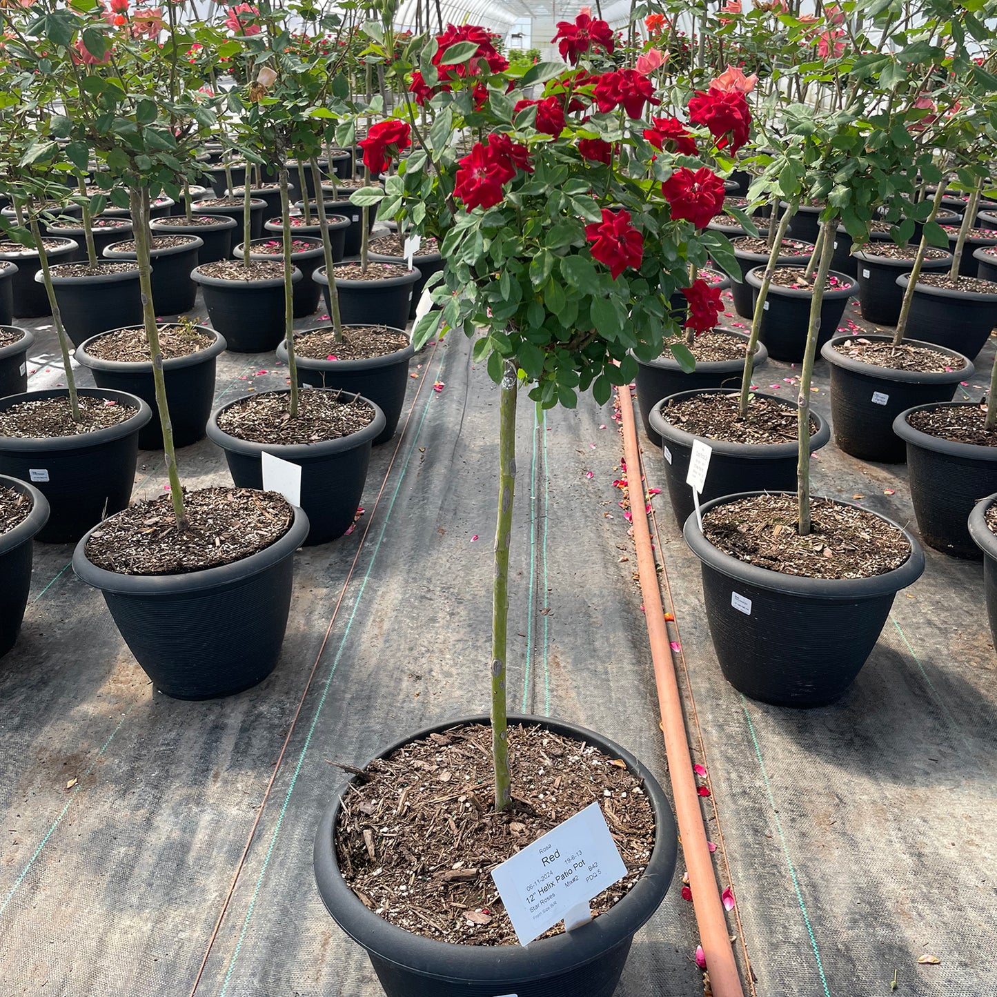 Sunblaze® Red Rose Tree
