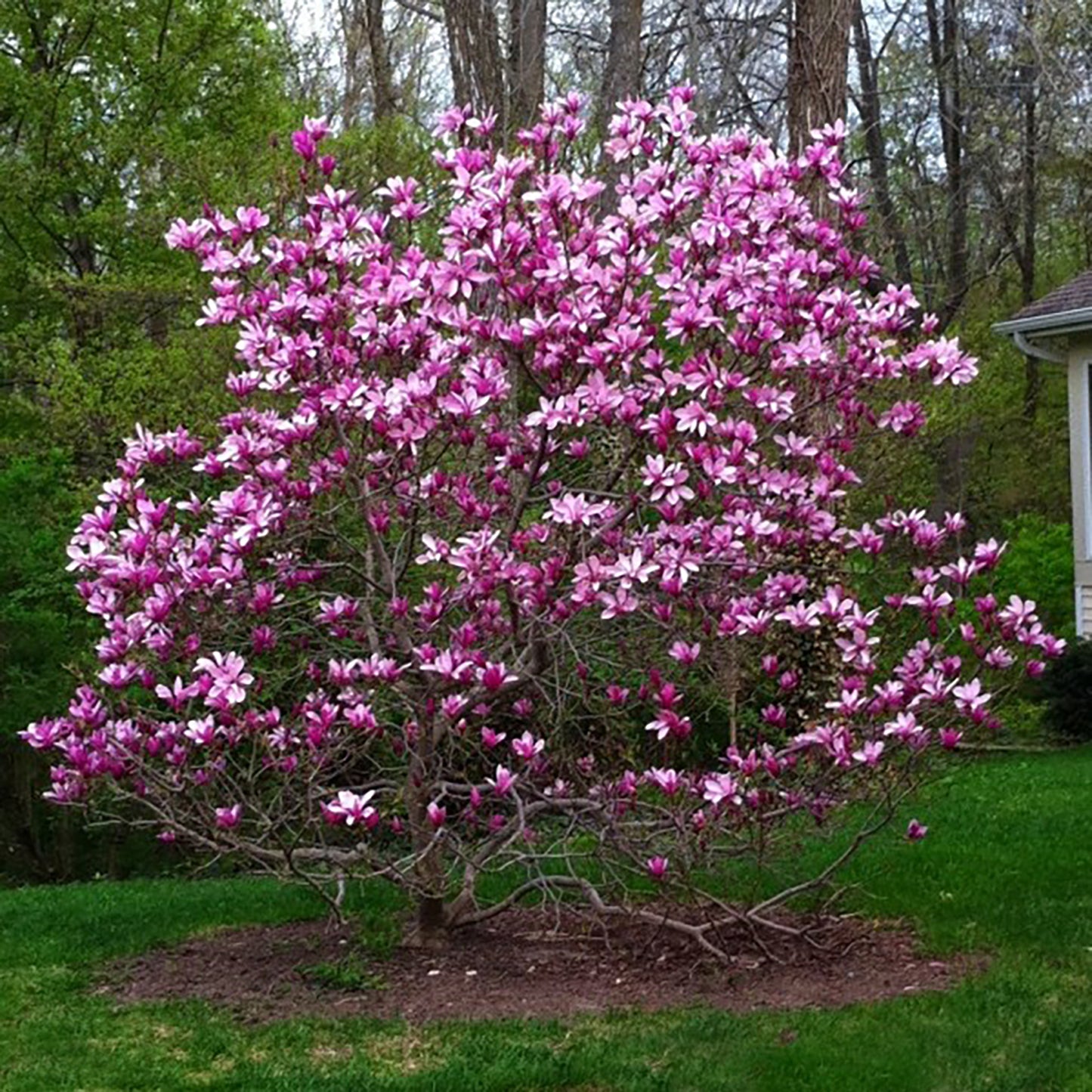 Purple Lily Magnolia