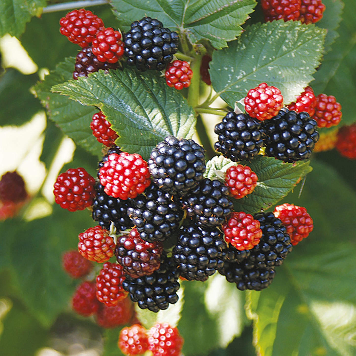 Baby Cakes™ Dwarf Thornless Blackberry