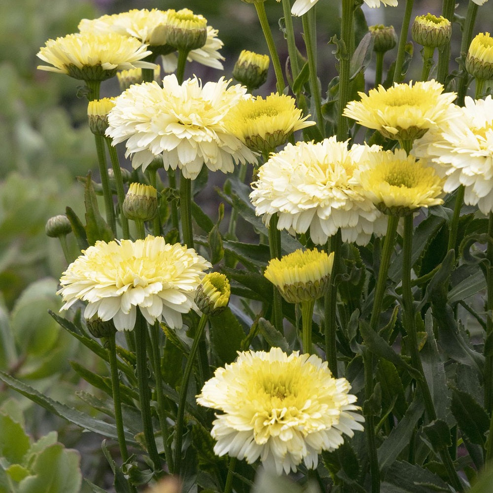 Lemon Puff Shasta Daisy