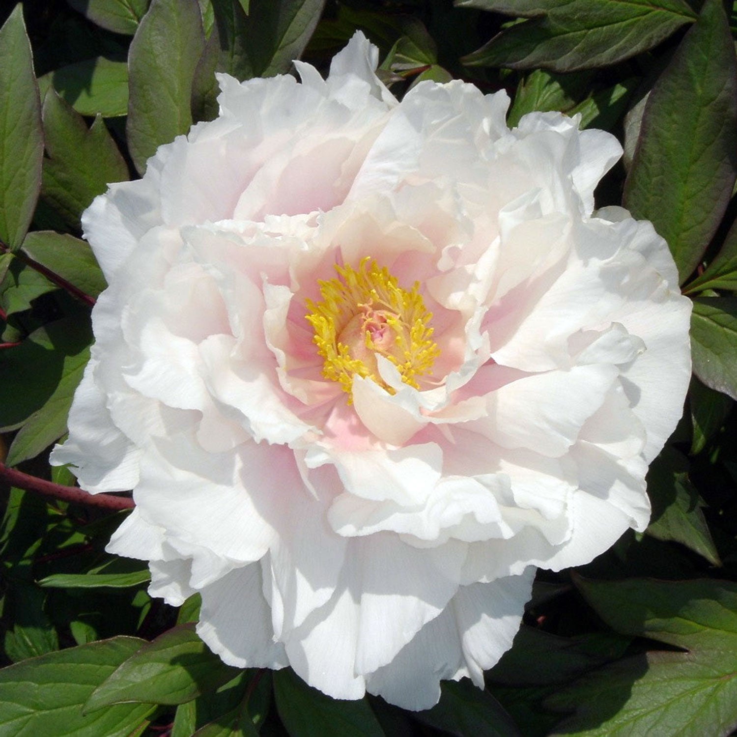 Renkaku Tree Peony