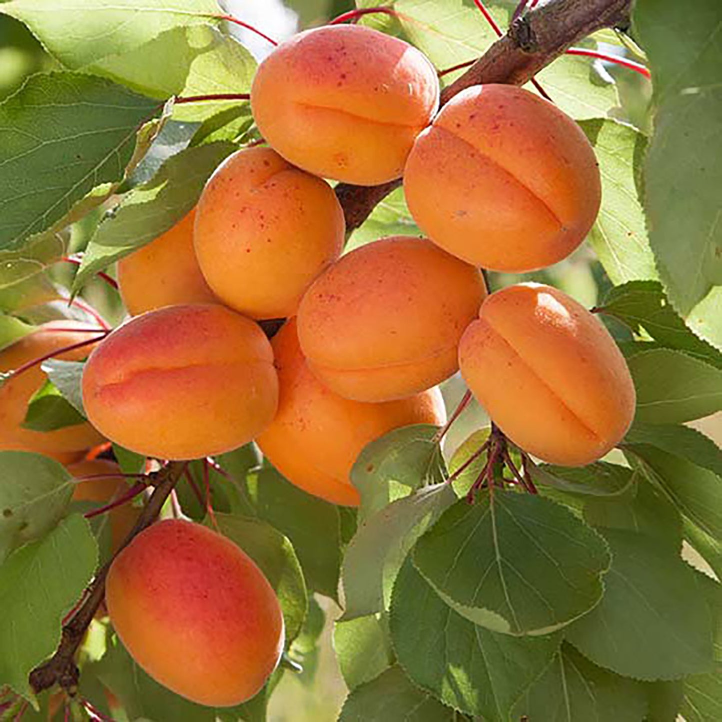Tilton Apricot Tree
