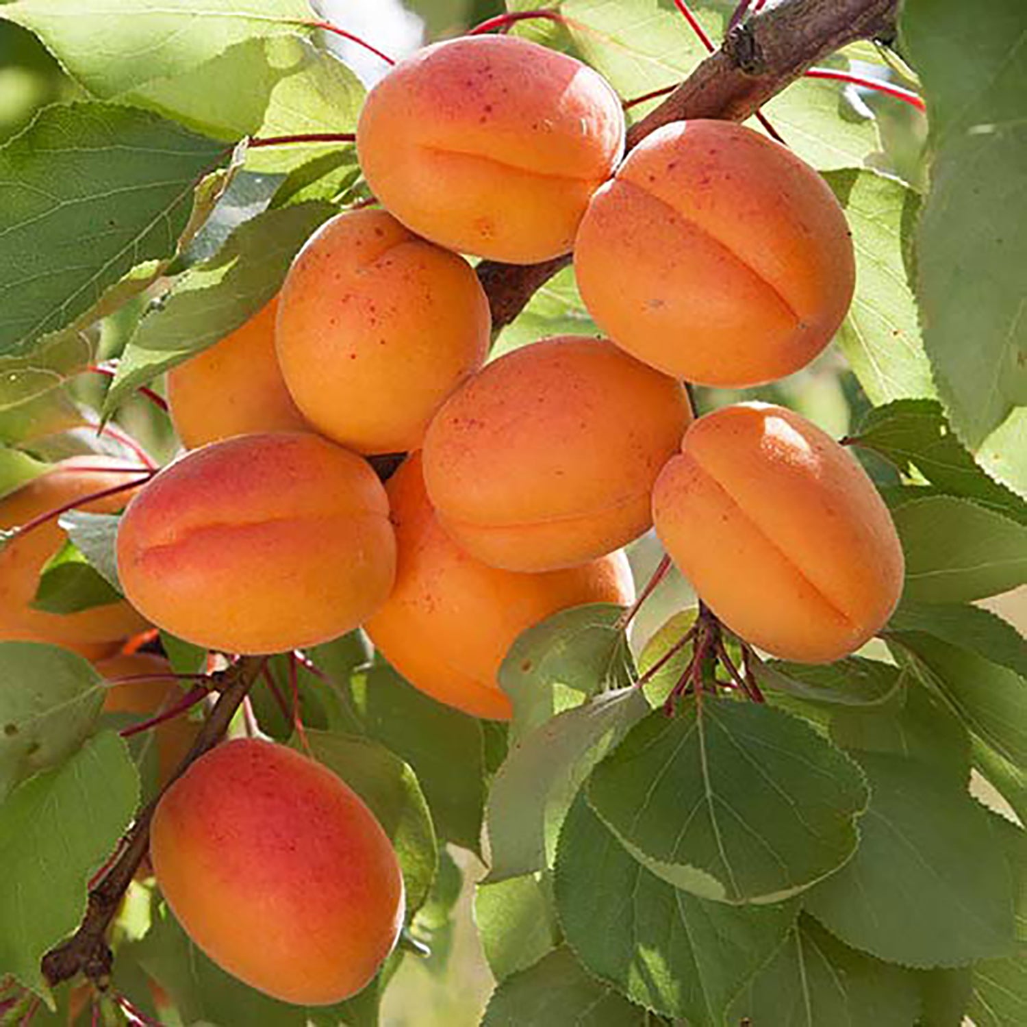 Tilton Apricot Tree