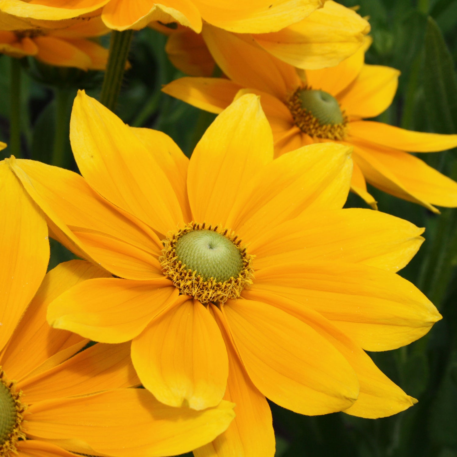 Prairie Sun Daisy