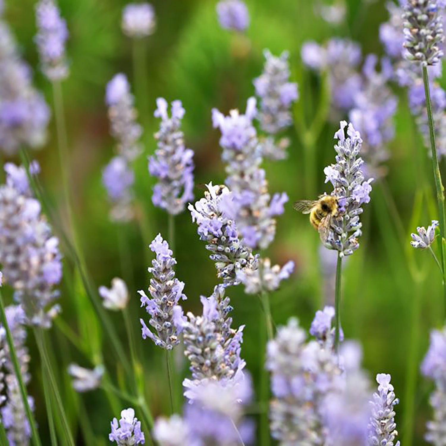 Provence Lavender