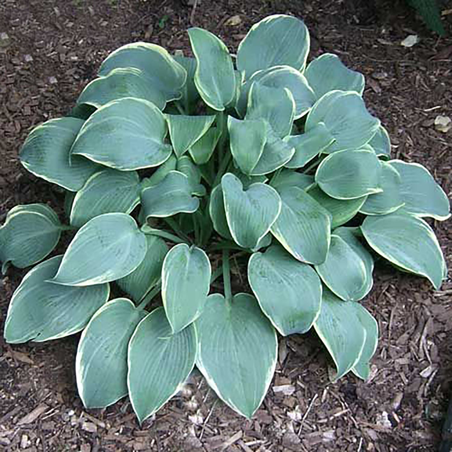 Frosted Dimples Plantain Lily