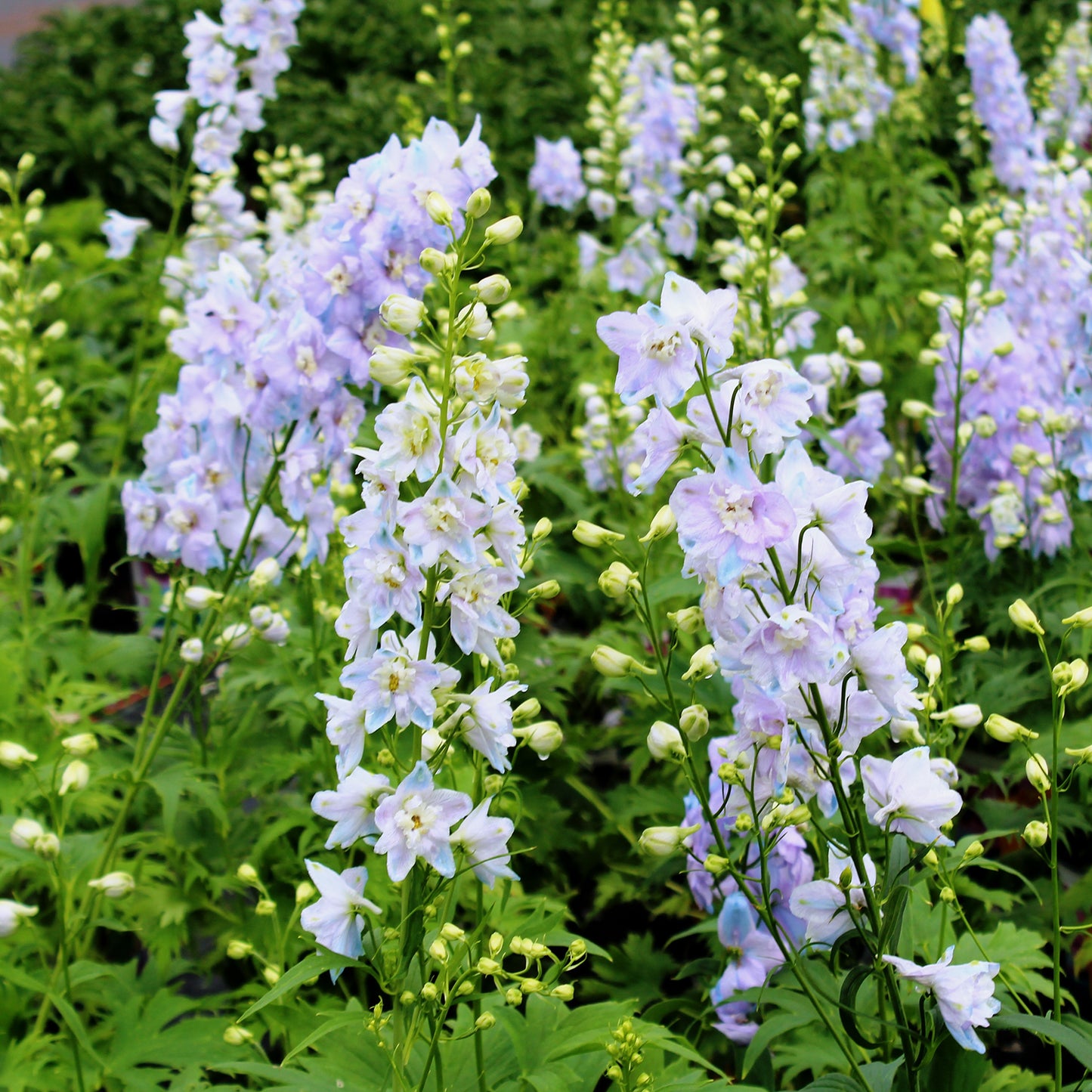 Guardian Lavender Larkspur