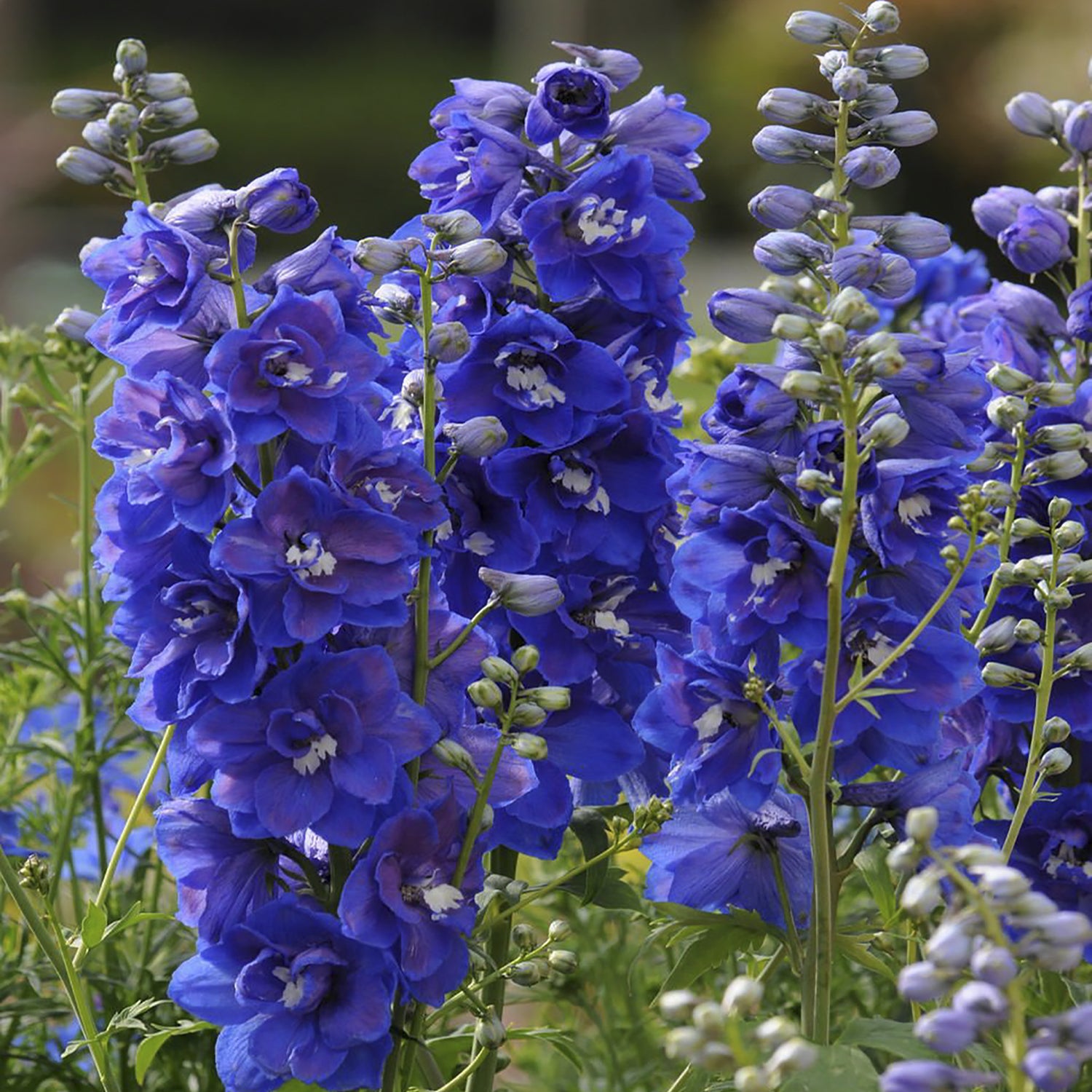 Dasante Blue Larkspur