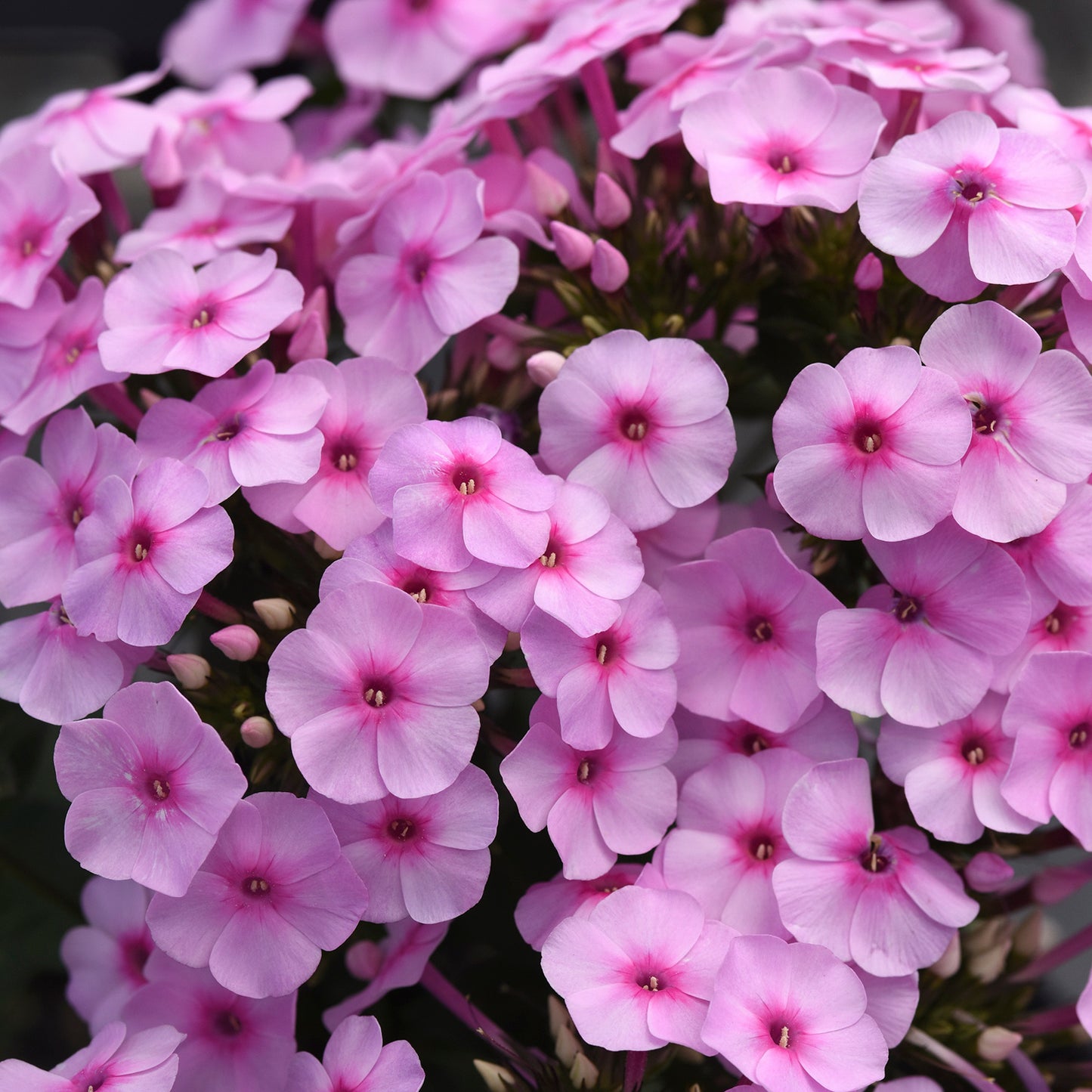 Blue Summer Phlox