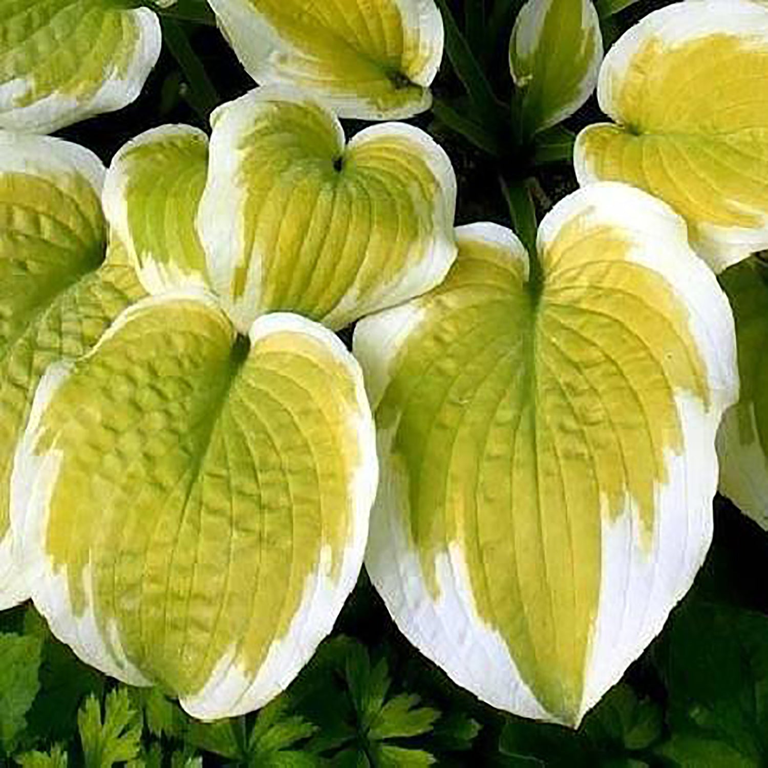 Delta Dawn Plantain Lily
