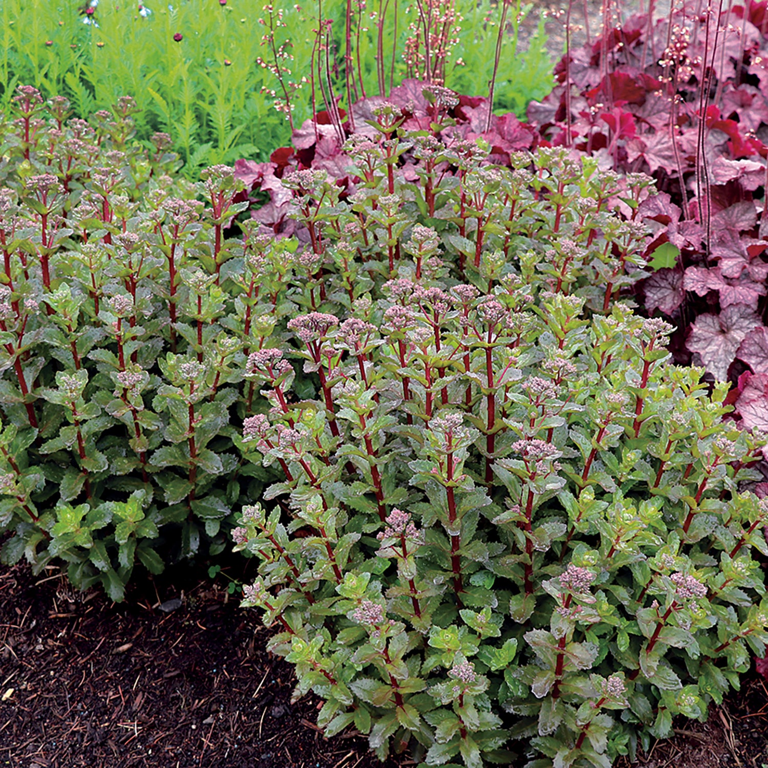 Jade Tuffet Stonecrop