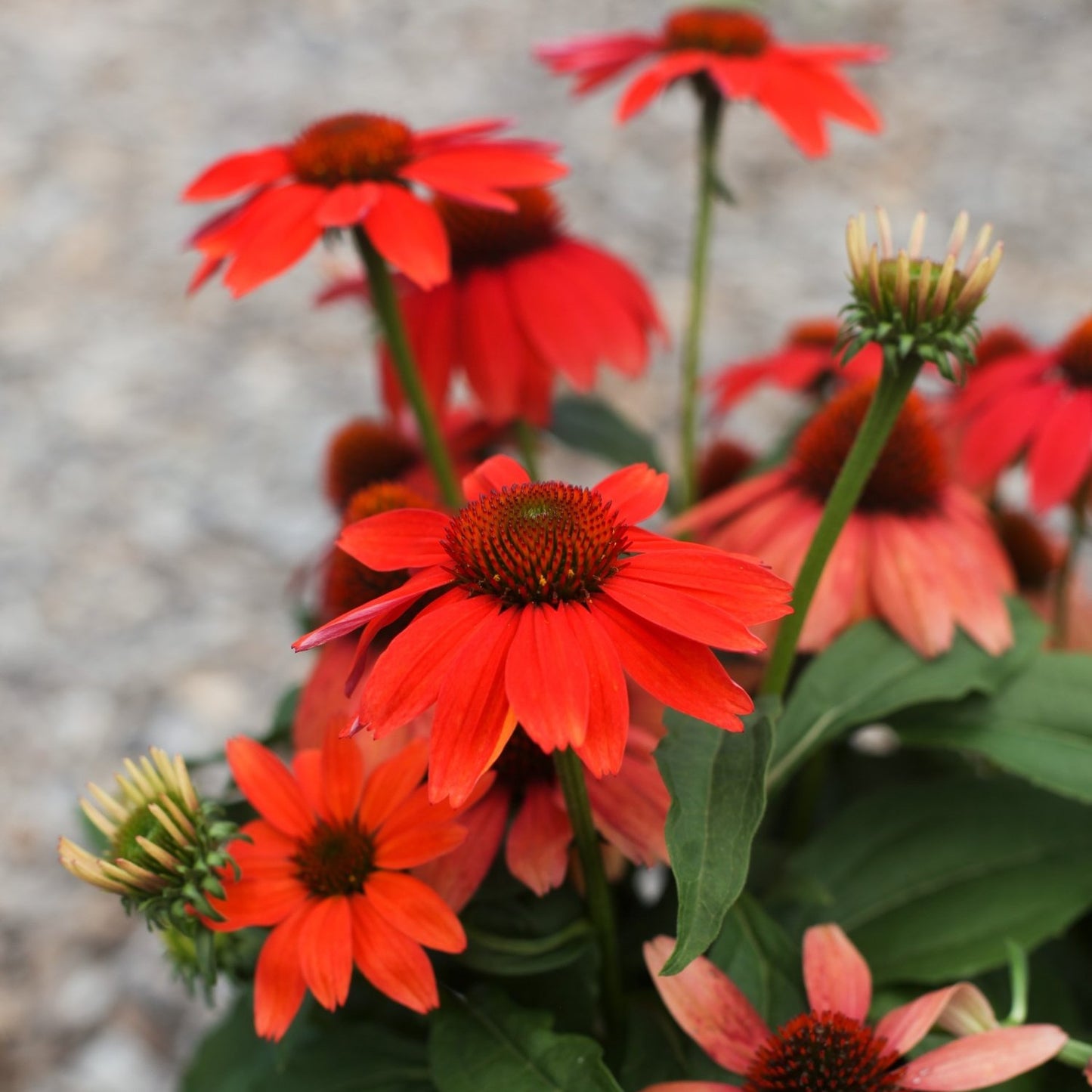 Guatemala™ Papaya Coneflower