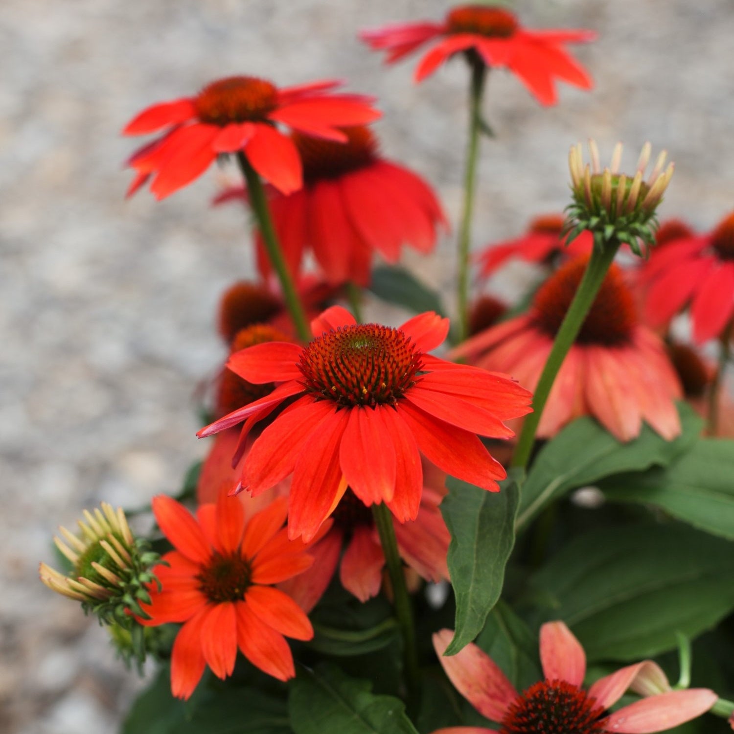 Guatemala™ Papaya Coneflower