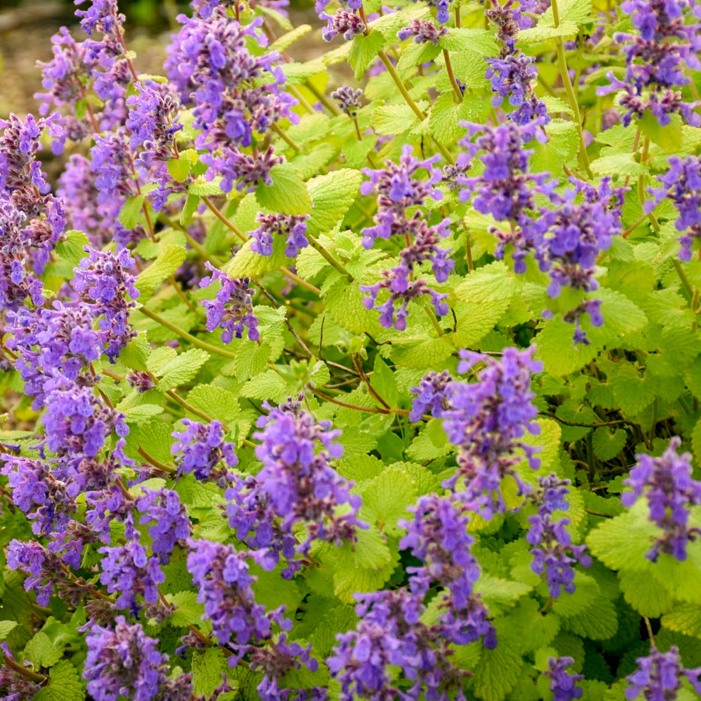 Chartreuse on the Loose Catmint