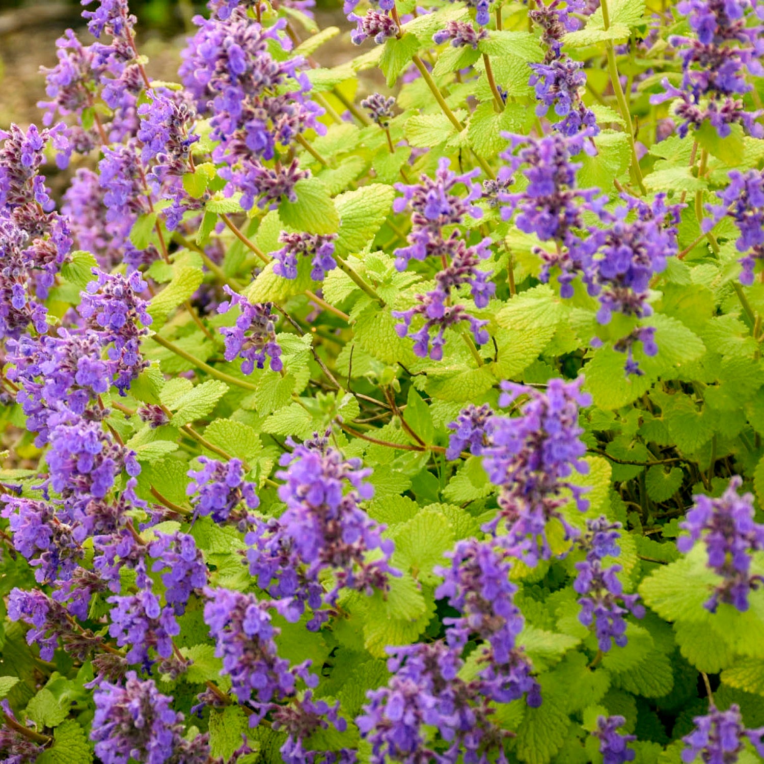Chartreuse on the Loose Catmint