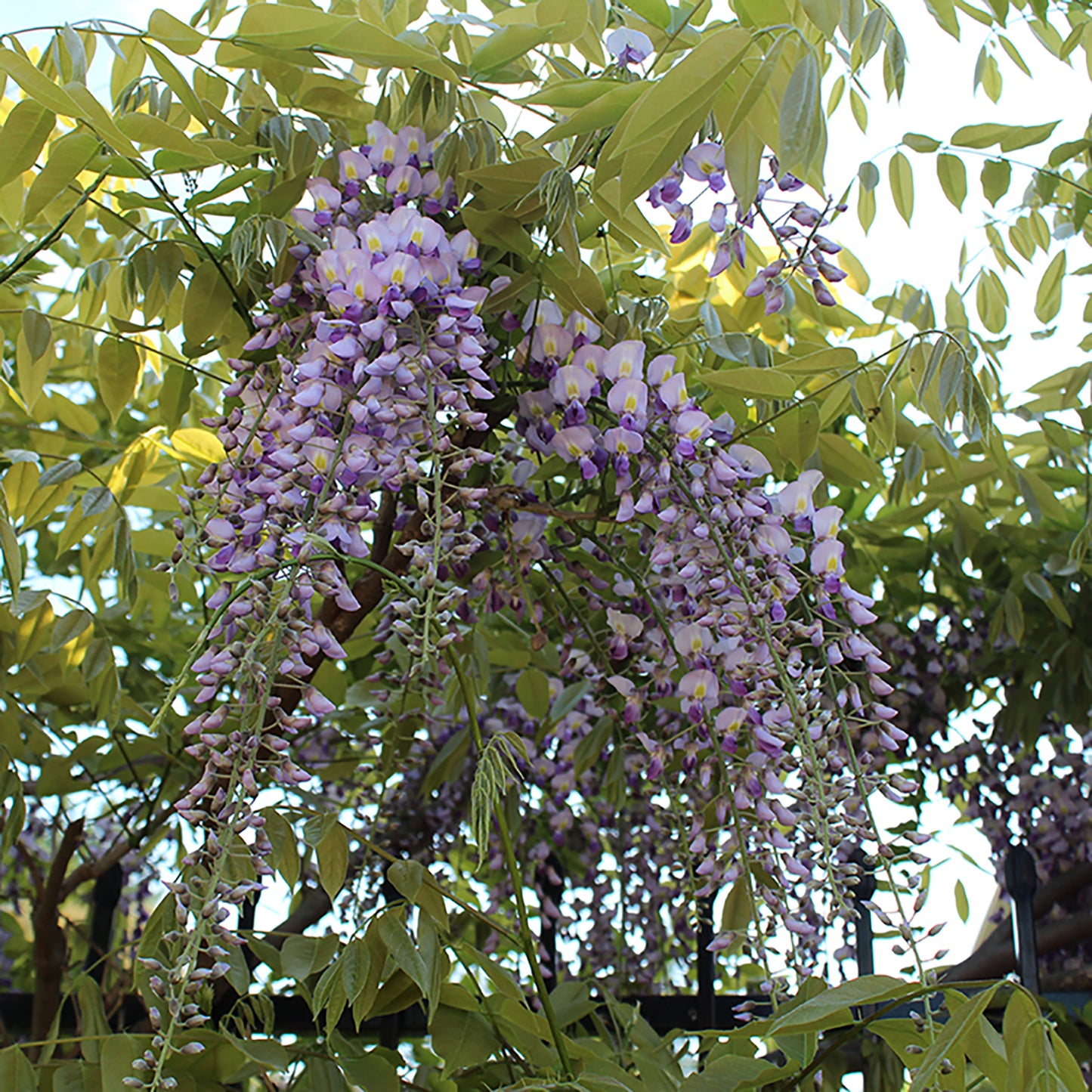 Pink Japanese Wisteria