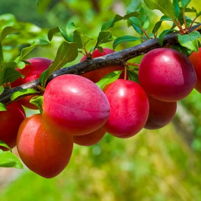 Beauty Japanese Plum Tree