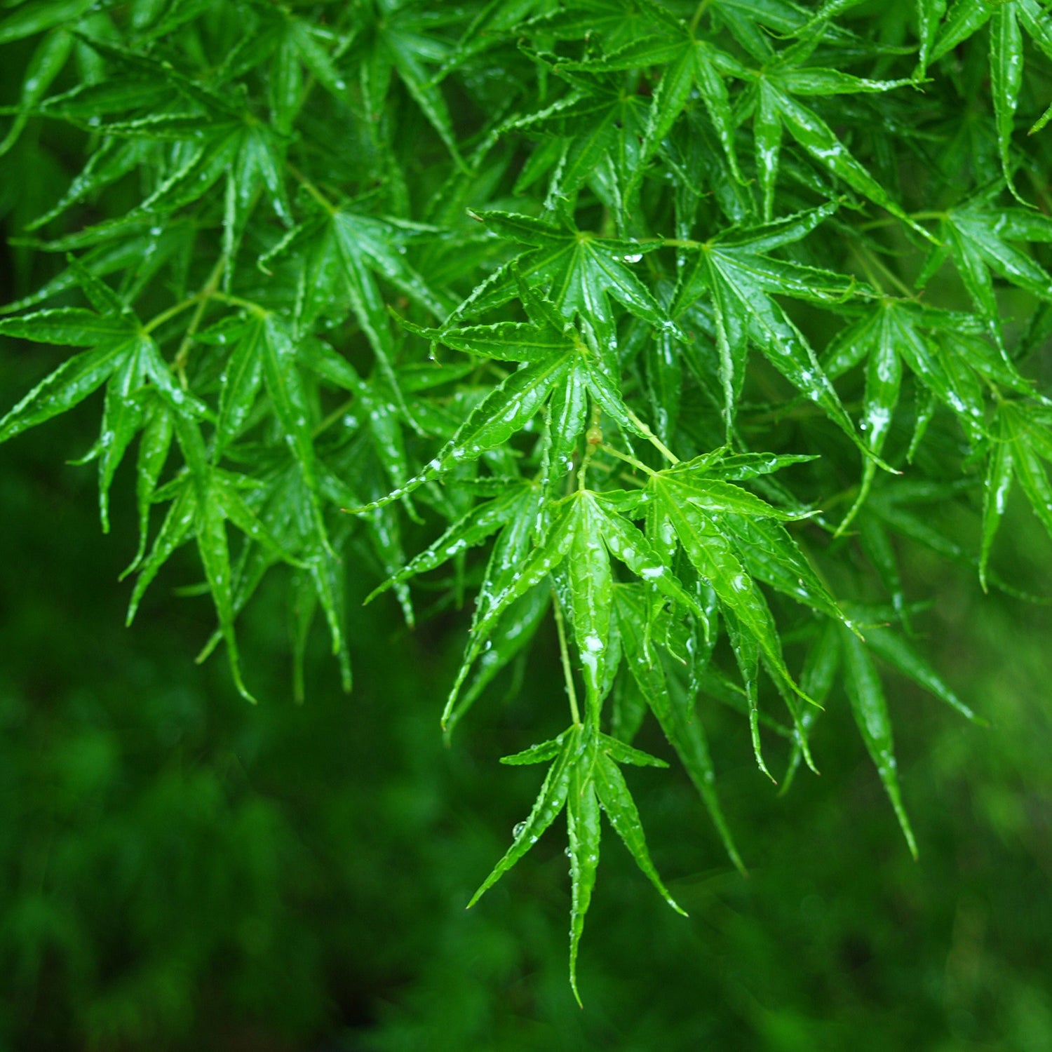 Okushimo Japanese Maple